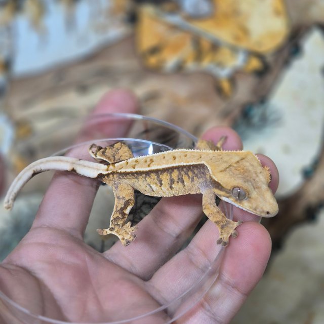 노멀 트라이 핀스트라이프