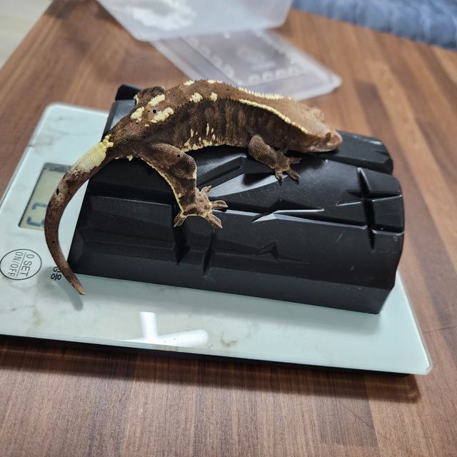 카푸치노