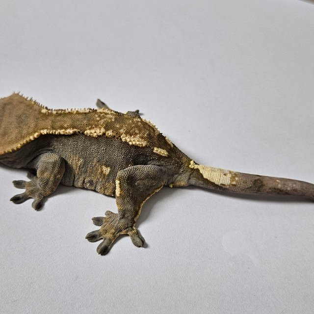 100%헷아잔틱 세이블