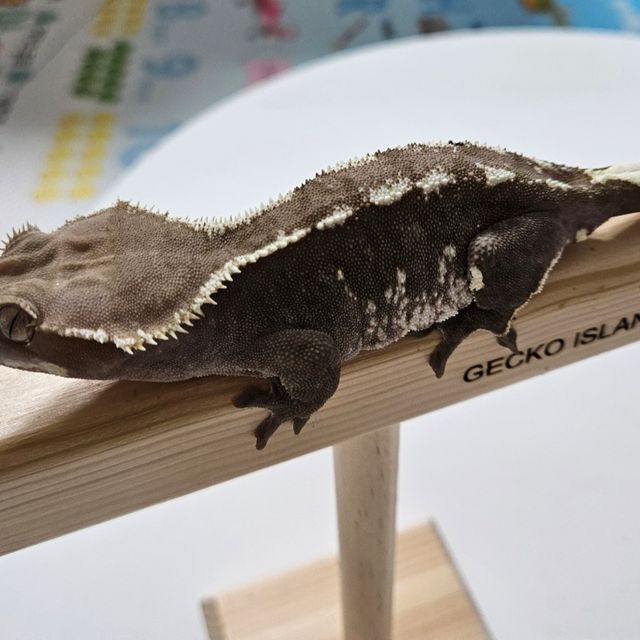 아잔틱
