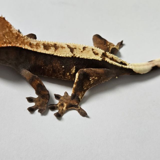 세이블