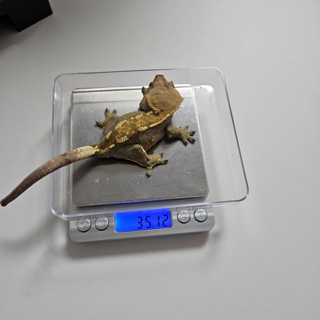 100%헷아잔틱 세이블