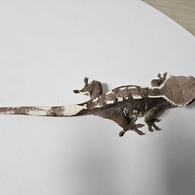 아잔틱