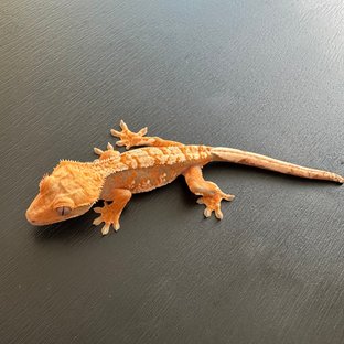 익스트림할리퀸 텐저린