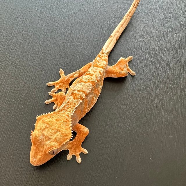 익스트림할리퀸 텐저린