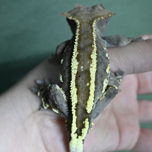 카푸치노