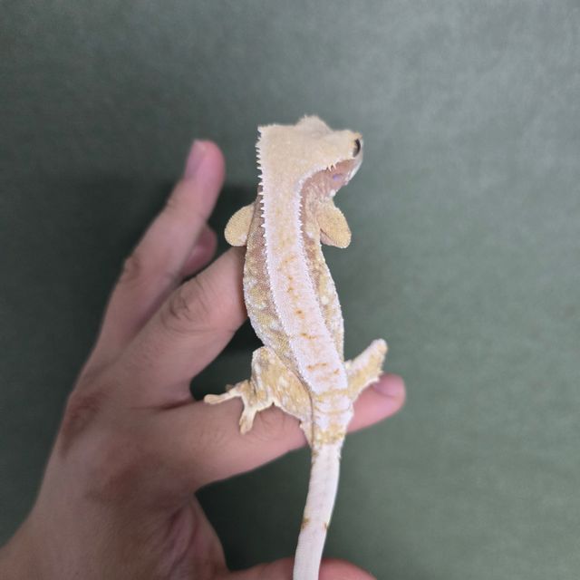 트라이 익스트림할리퀸