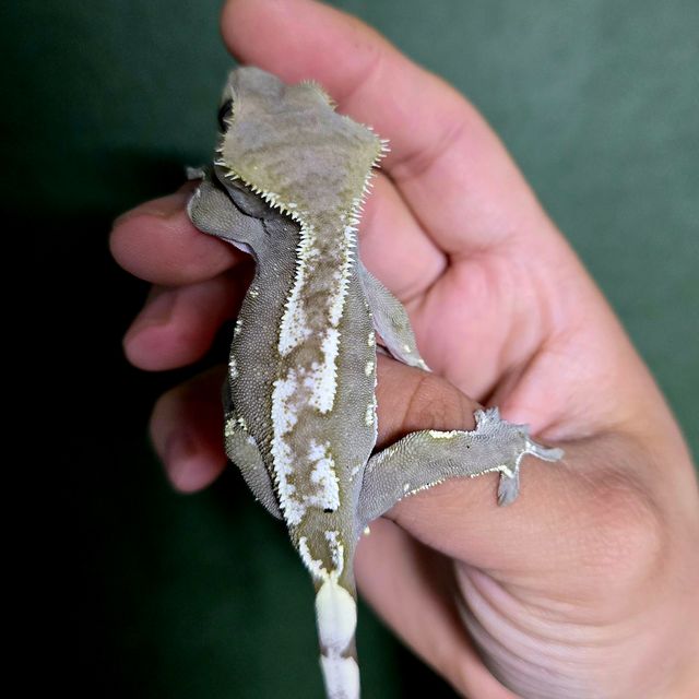 아잔틱