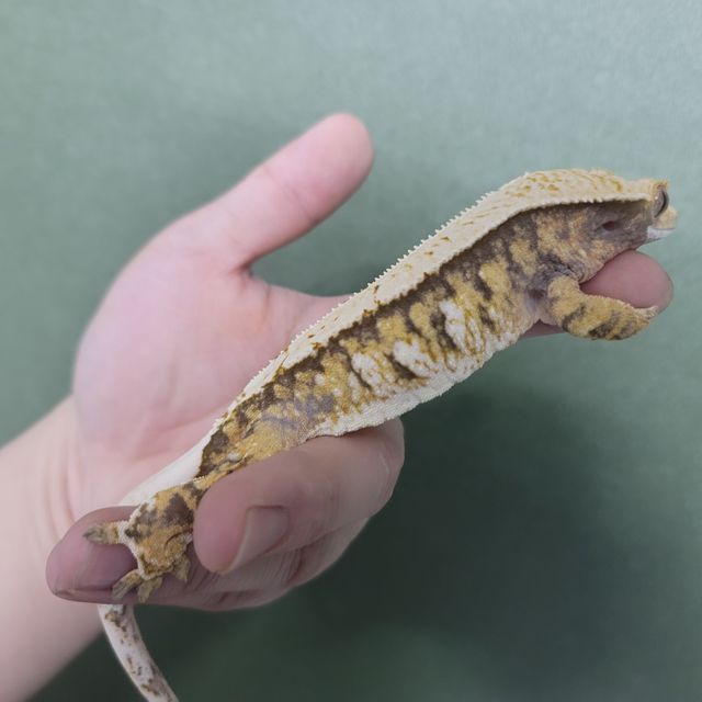 트라이 익스트림할리퀸