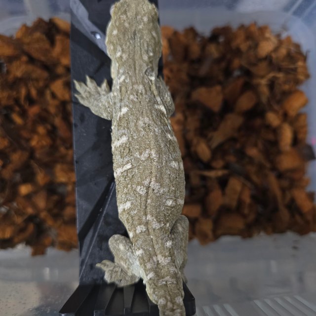 하이 컬러 누아미