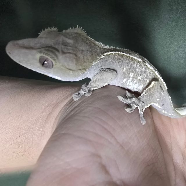 아잔틱