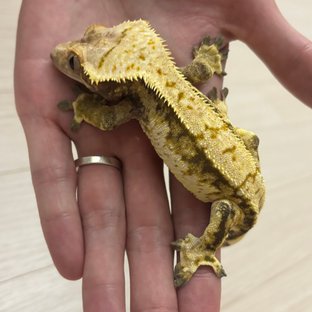 트라이 익스트림할리퀸 노멀