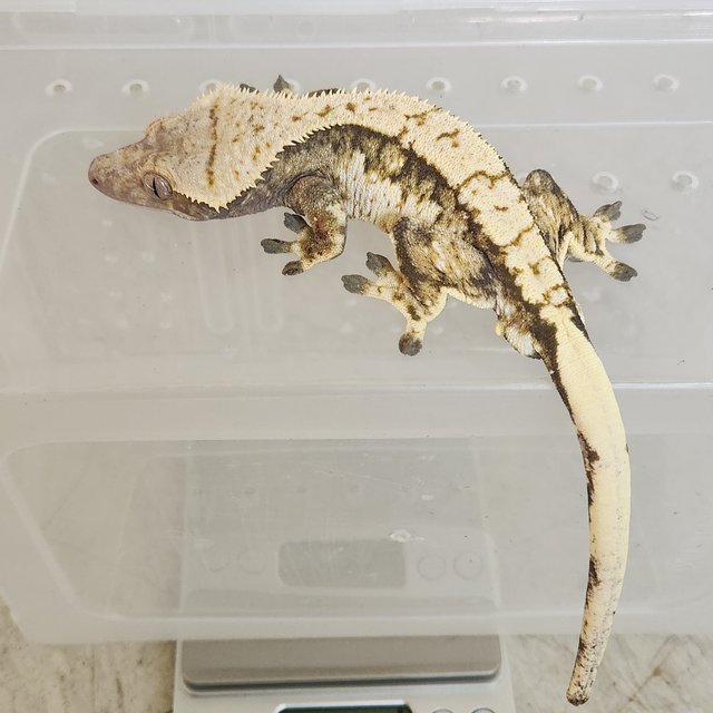 트라이 익스트림할리퀸 노멀