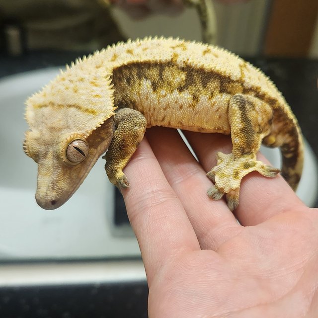 트라이 익스트림할리퀸 노멀