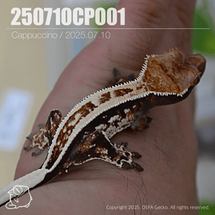 카푸치노 슈퍼스트라이프