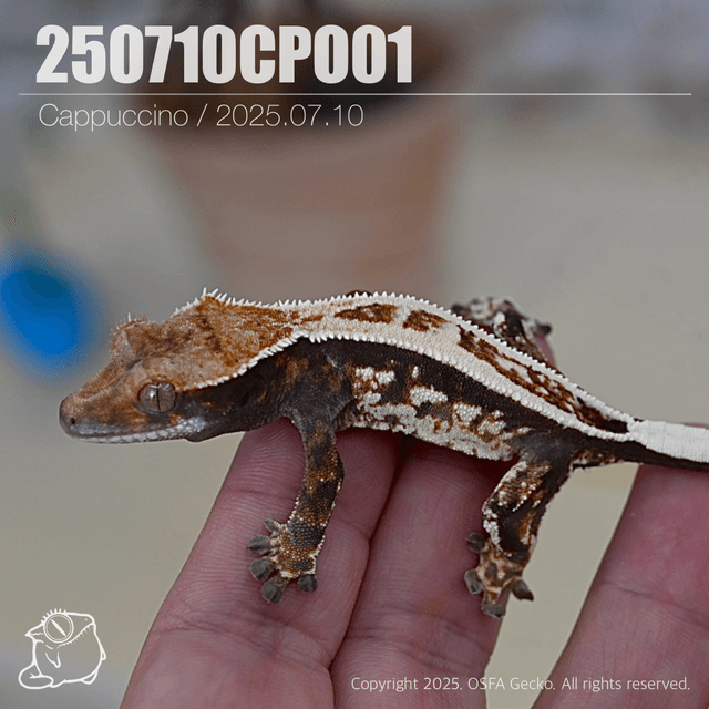 카푸치노 슈퍼스트라이프