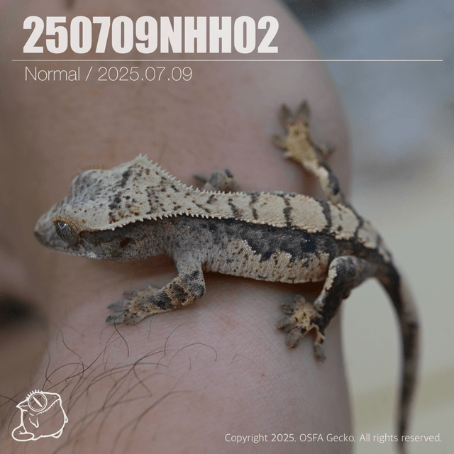 노멀 트라이 100%헷아잔틱