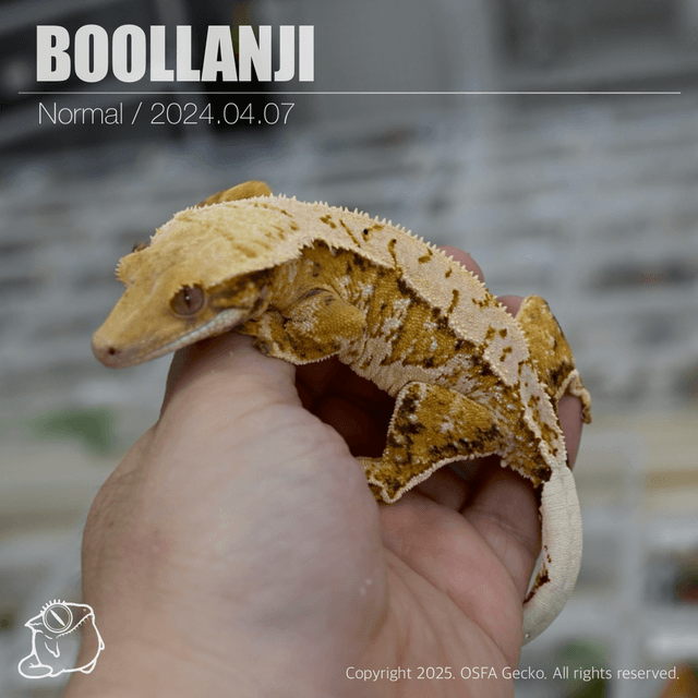 노멀 트라이 익스트림할리퀸 옐로우