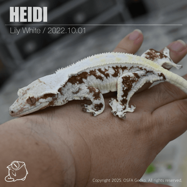 릴리화이트 레드