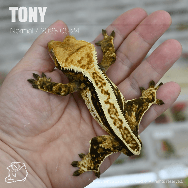 노멀 트라이 쿼드