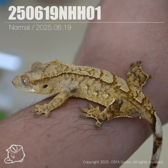 노멀 트라이 100%헷아잔틱