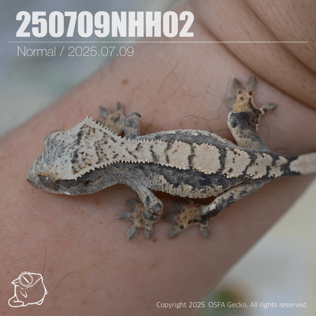 노멀 트라이 100%헷아잔틱