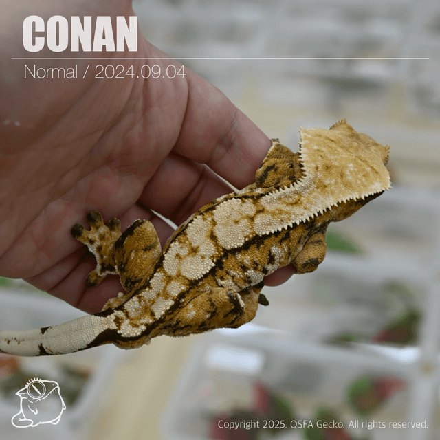 노멀 트라이 텐저린 익스트림할리퀸