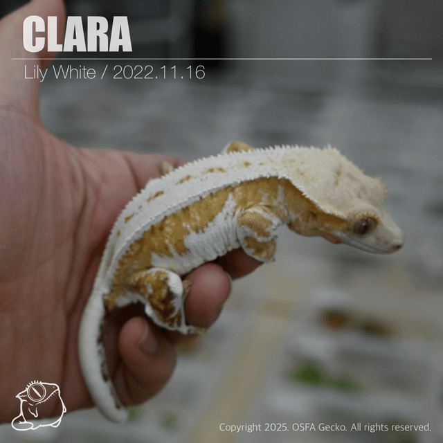 릴리화이트 옐로우