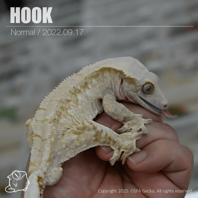 노멀 트라이 익스트림할리퀸