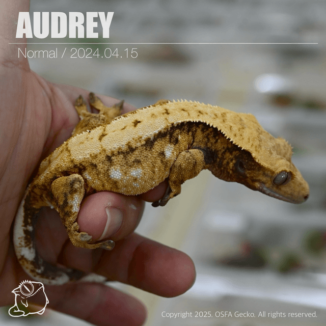 노멀 텐저린 트라이