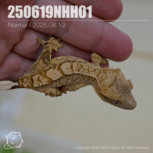 노멀 트라이 100%헷아잔틱