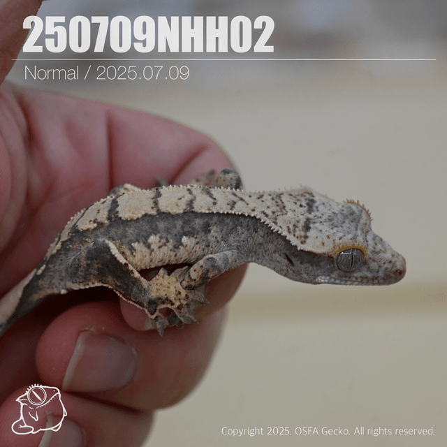 노멀 트라이 100%헷아잔틱