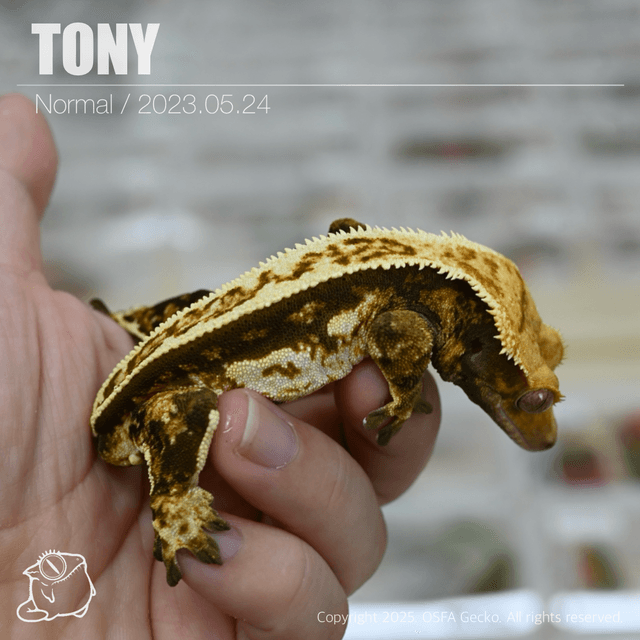 노멀 트라이 쿼드