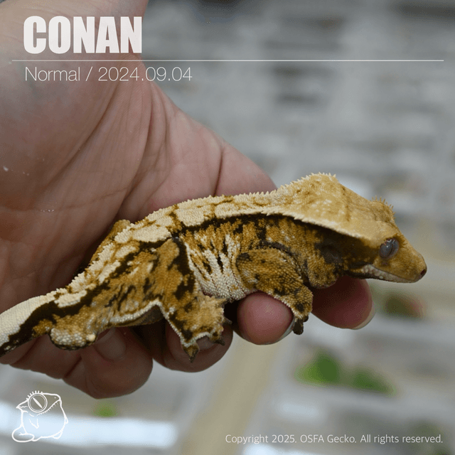 노멀 트라이 텐저린 익스트림할리퀸