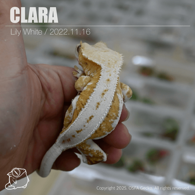 릴리화이트 옐로우