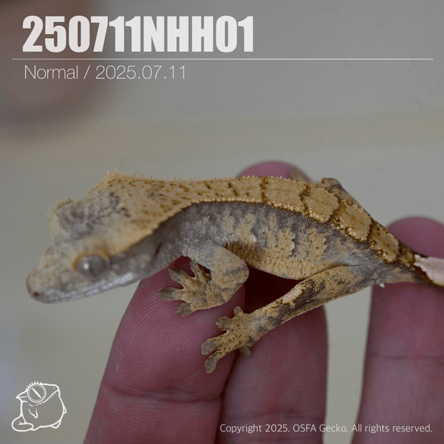 100%헷아잔틱 노멀 트라이