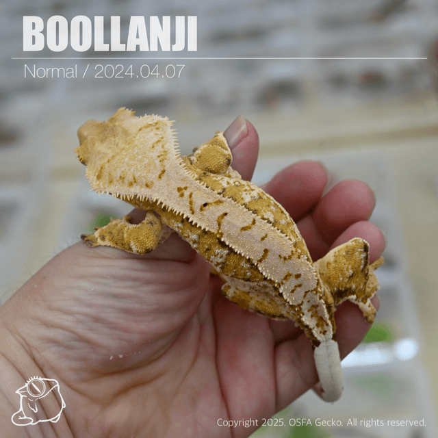 노멀 트라이 익스트림할리퀸 옐로우