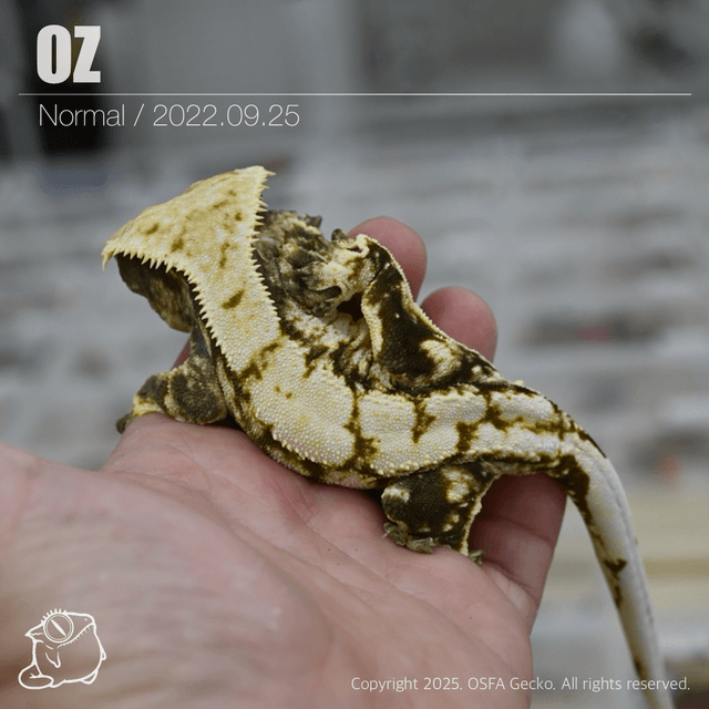 노멀 트라이 익스트림할리퀸