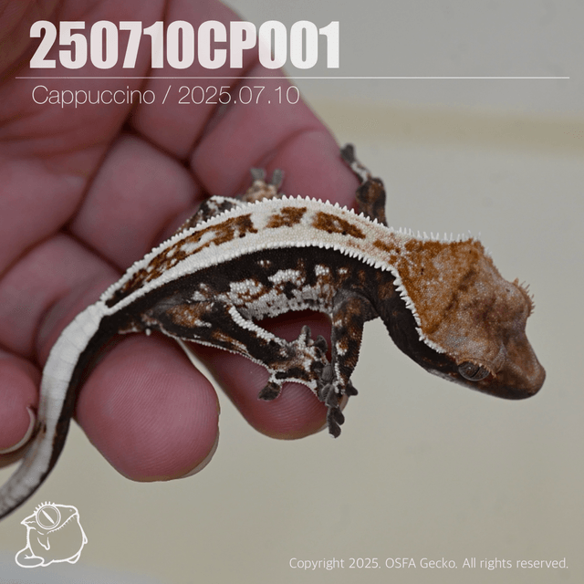 카푸치노 슈퍼스트라이프