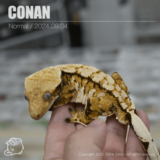 노멀 트라이 텐저린 익스트림할리퀸