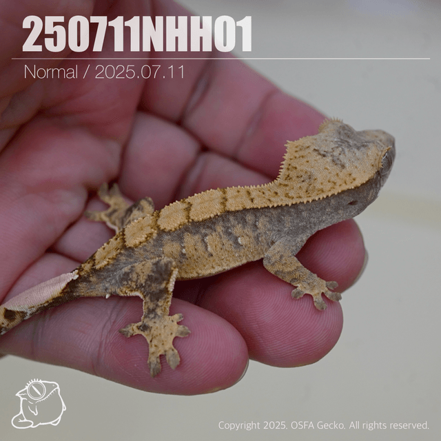 100%헷아잔틱 노멀 트라이