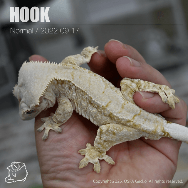 노멀 트라이 익스트림할리퀸