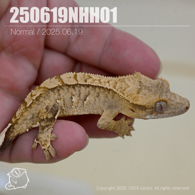 노멀 트라이 100%헷아잔틱