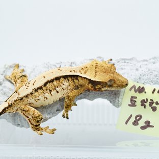 17번 트익할 암컷
