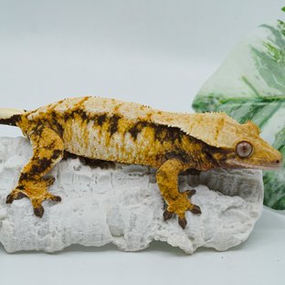 바르