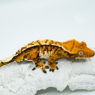 트라이 텐저린