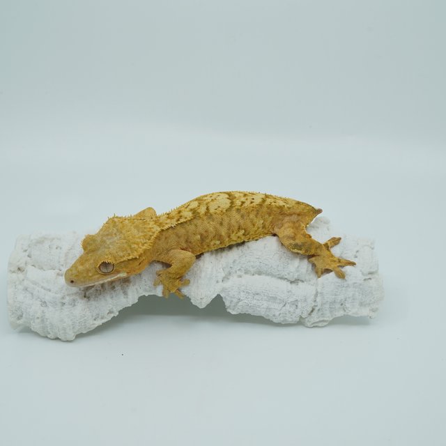 옐로우 크림시클 크림 스트로베리