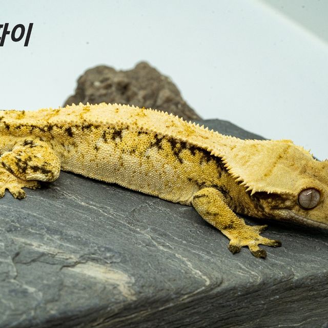 노멀 트라이