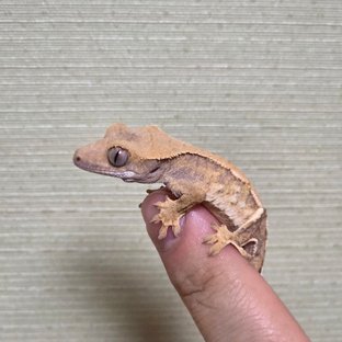 화이트스팟 트라이 익스트림할리퀸