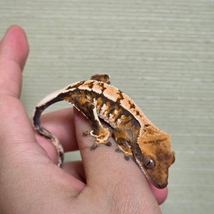 화이트스팟 트라이 익스트림할리퀸